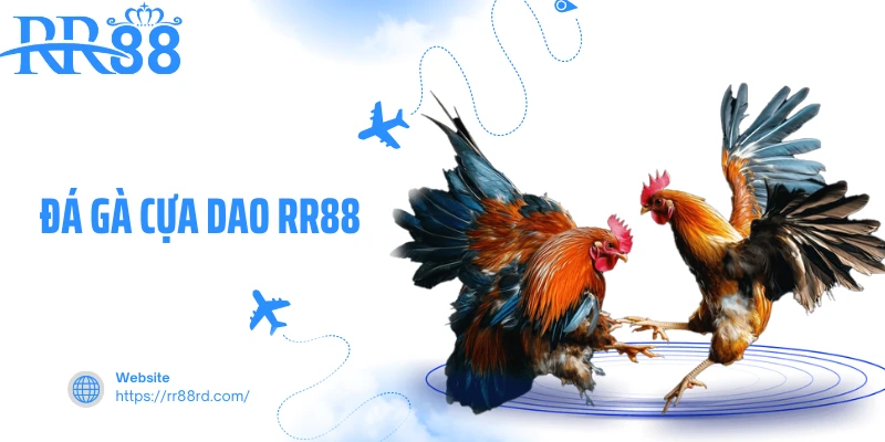 Đá Gà Cựa Dao RR88 - Chọi Kê Kịch Tính Với Tốc Độ Dồn Dập