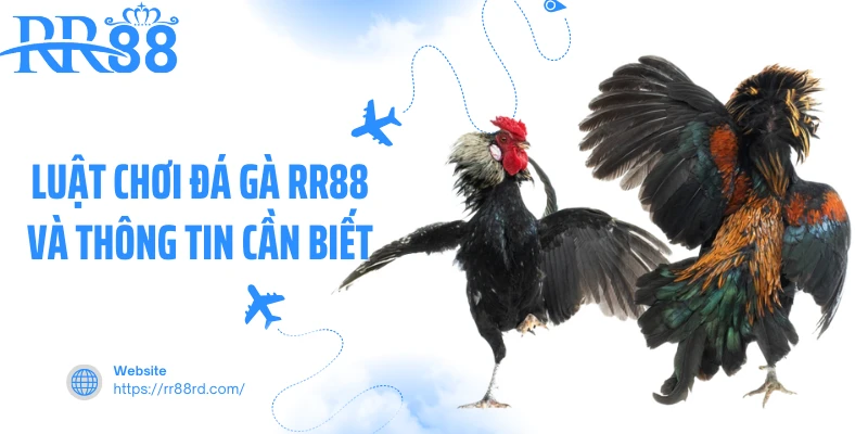Luật chơi đá gà RR88 và thông tin cần biết Luật chơi đá gà RR88 và thông tin cần biết